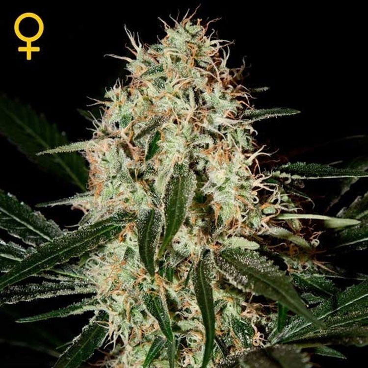 Dope Breeders - GREEN HOUSE SEEDS Arjans Haze #3 Image