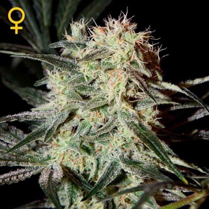 Dope Breeders - GREEN HOUSE SEEDS Arjans Strawberry Haze Image