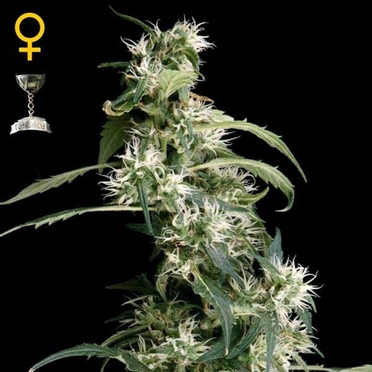 Dope Breeders - GREEN HOUSE SEEDS Arjans Ultra Haze #1 Image