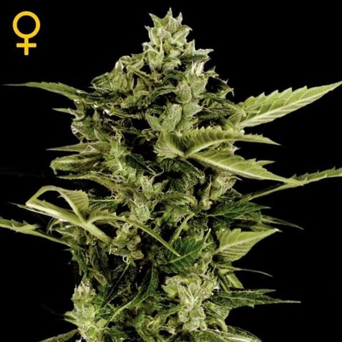 Dope Breeders - GREEN HOUSE SEEDS Auto Bomb Image