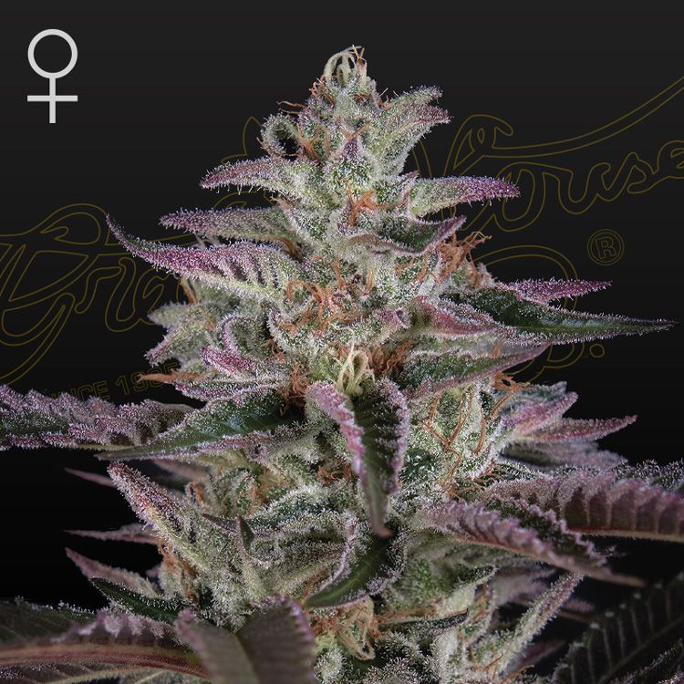 Dope Breeders - GREEN HOUSE SEEDS Banana Krumble Image