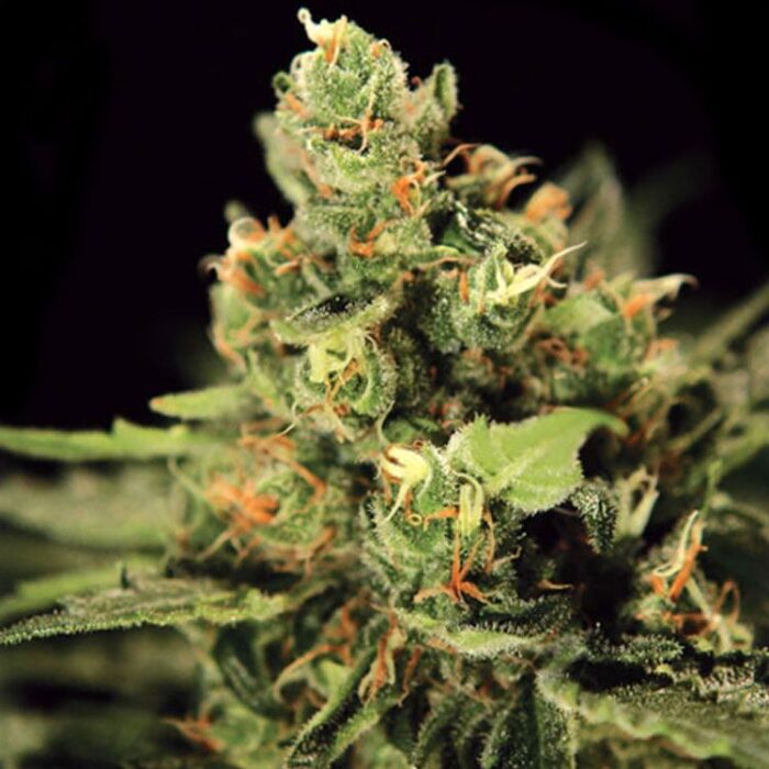 Dope Breeders - GREEN HOUSE SEEDS Big Bang Automatic Image