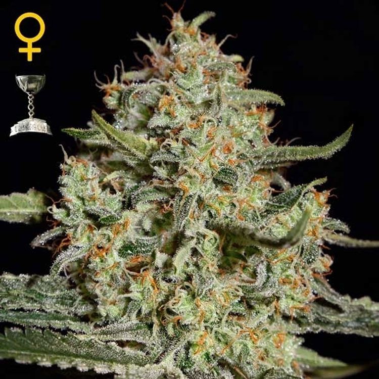 Dope Breeders - GREEN HOUSE SEEDS Big Bang Image