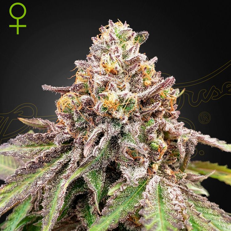 Dope Breeders - GREEN HOUSE SEEDS Blue Haze x Gelato #41 Auto Image