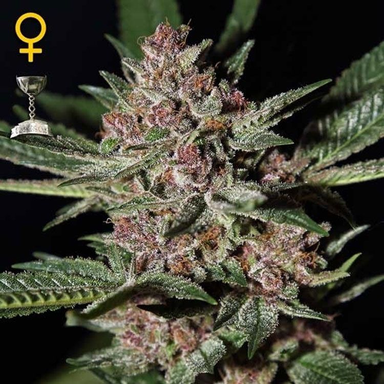 Dope Breeders - GREEN HOUSE SEEDS Bubba Kush Image