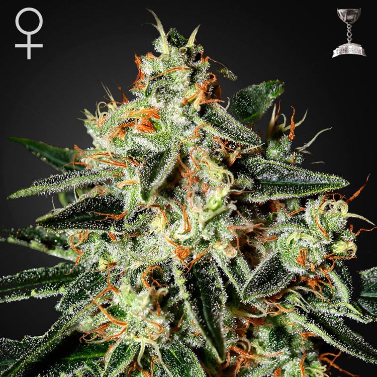 Dope Breeders - GREEN HOUSE SEEDS Cheese Image