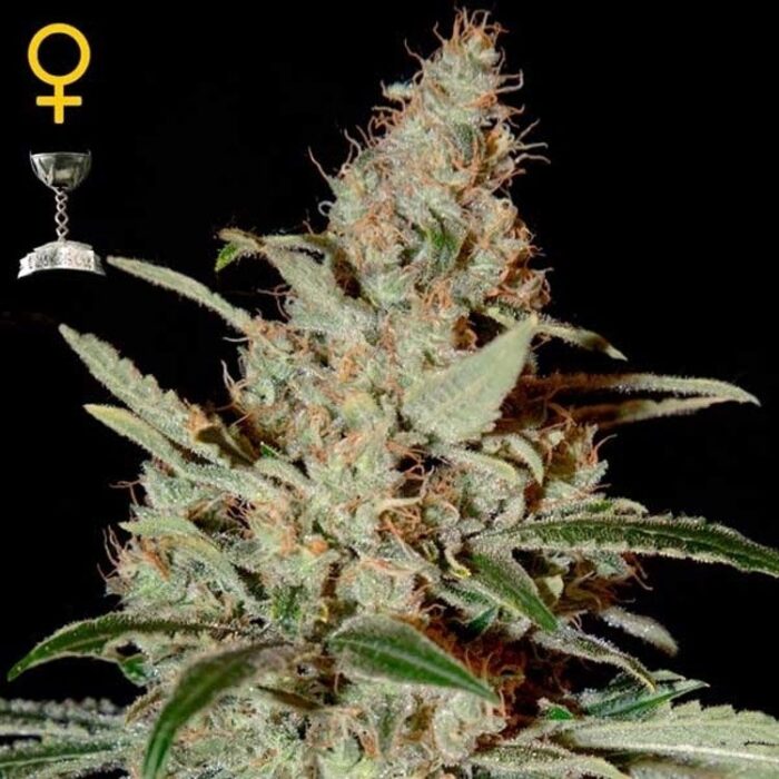 Dope Breeders - GREEN HOUSE SEEDS Chemdog Image