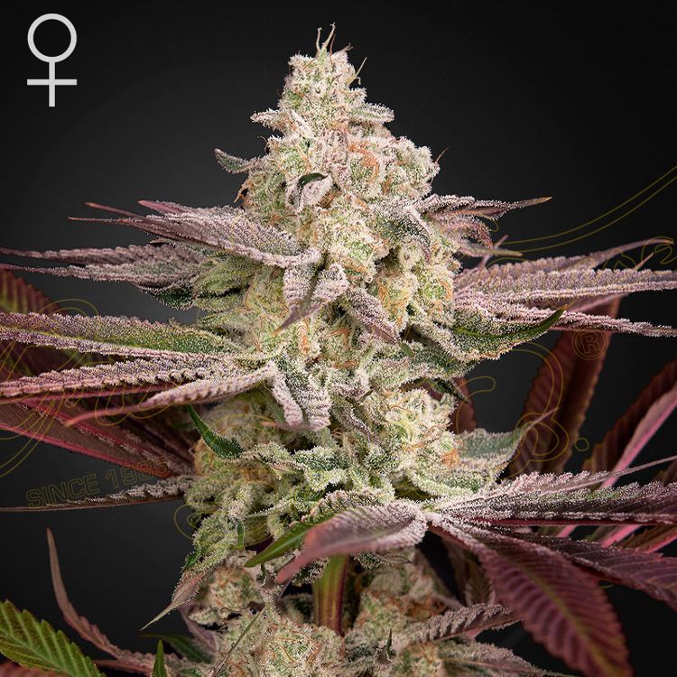 Dope Breeders - GREEN HOUSE SEEDS Chemical Bride Image