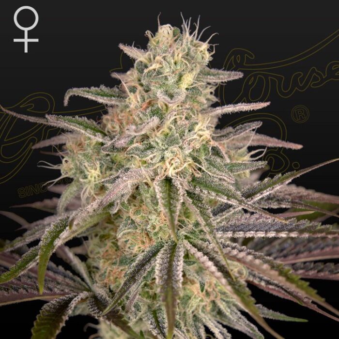 Dope Breeders - GREEN HOUSE SEEDS Cloudwalker Image