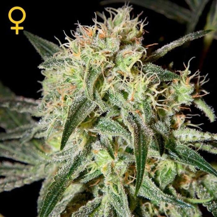 Dope Breeders - GREEN HOUSE SEEDS Damn Sour Image