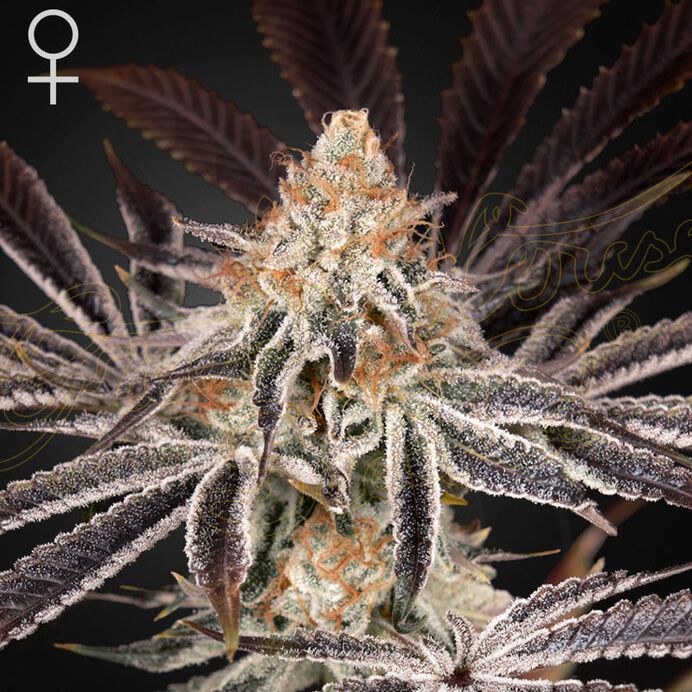 Dope Breeders - GREEN HOUSE SEEDS Dark Phoenix Image