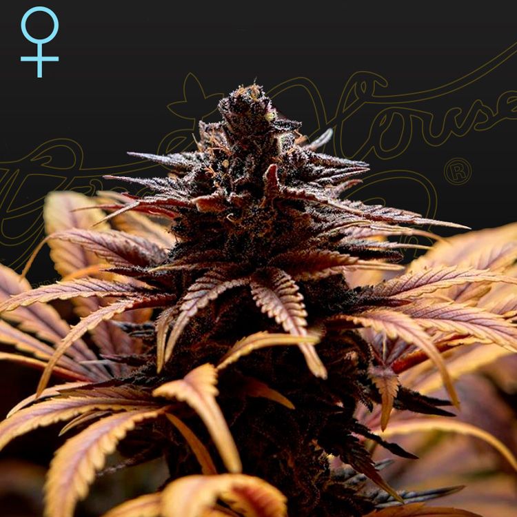 Dope Breeders - GREEN HOUSE SEEDS Deep Candy (CBD) Image