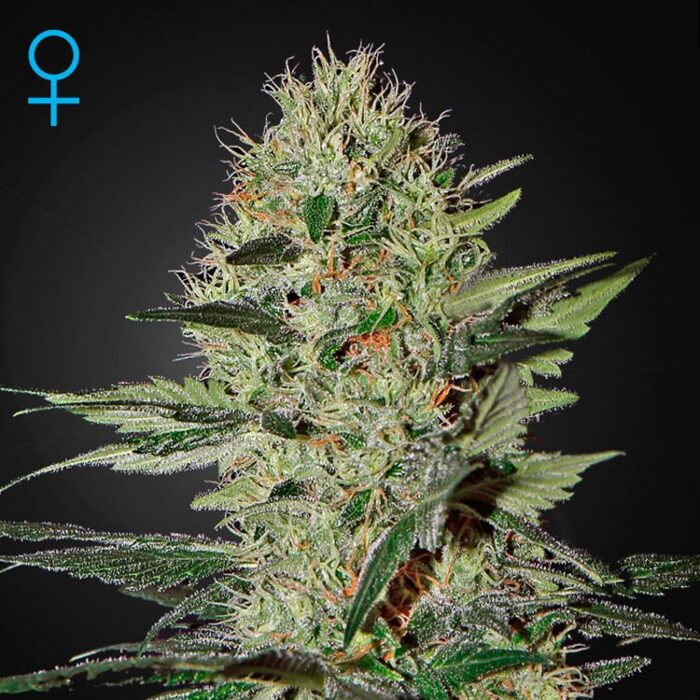 Dope Breeders - GREEN HOUSE SEEDS Exodus Cheese Auto Image