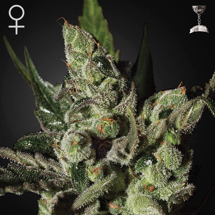 Dope Breeders - GREEN HOUSE SEEDS Exodus Cheese Image