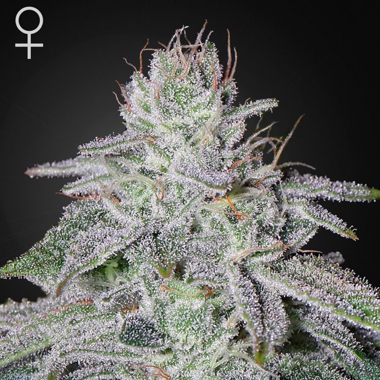 Dope Breeders - GREEN HOUSE SEEDS Franco's Lemon Cheese Image