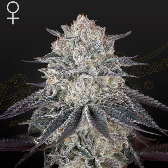 Dope Breeders - GREEN HOUSE SEEDS Fullgas! Image