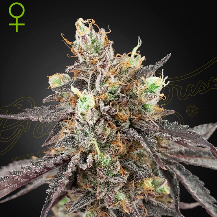 Dope Breeders - GREEN HOUSE SEEDS Gelato #41 x Gelato #41 Auto Image