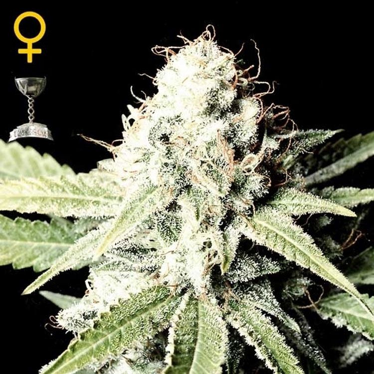 Dope Breeders - GREEN HOUSE SEEDS Great White Shark Image