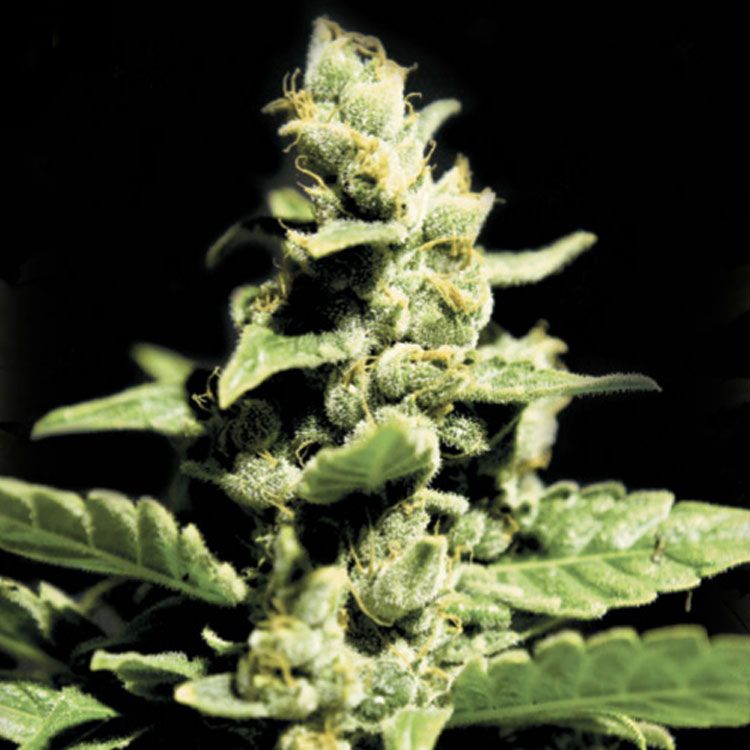 Dope Breeders - GREEN HOUSE SEEDS Green-O-Matic Image