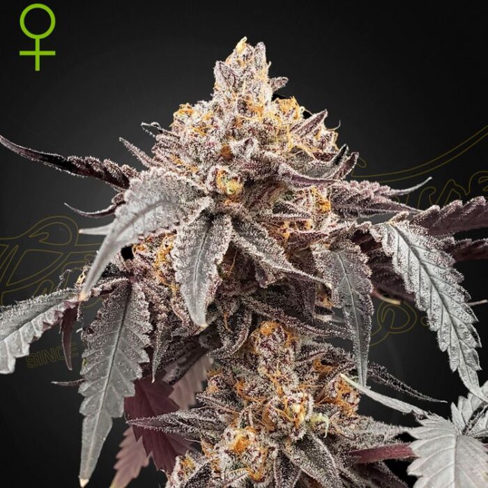 Dope Breeders - GREEN HOUSE SEEDS Guava x Gelato #41 Auto Image