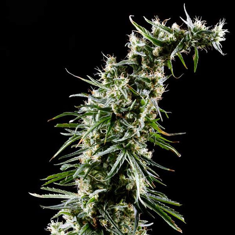 Dope Breeders - GREEN HOUSE SEEDS Hawaiian Snow Image