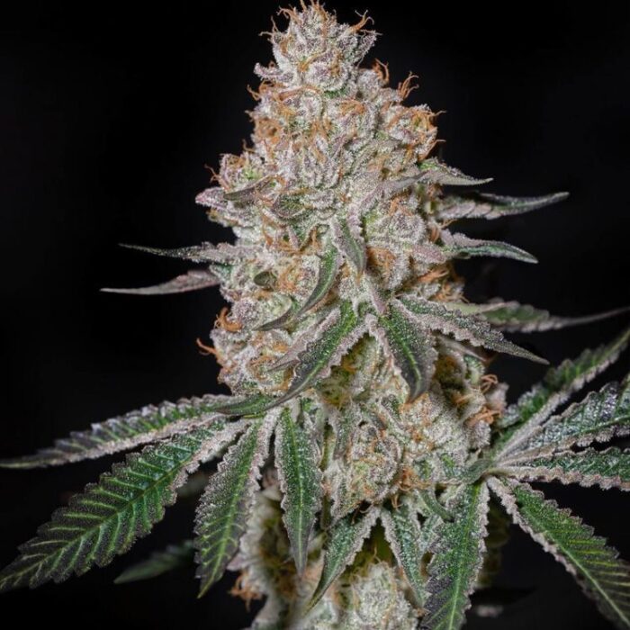 Dope Breeders - GREEN HOUSE SEEDS Highcloudz Image