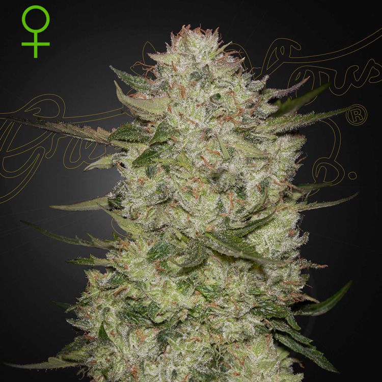 Dope Breeders - GREEN HOUSE SEEDS Highcloudz Auto Image