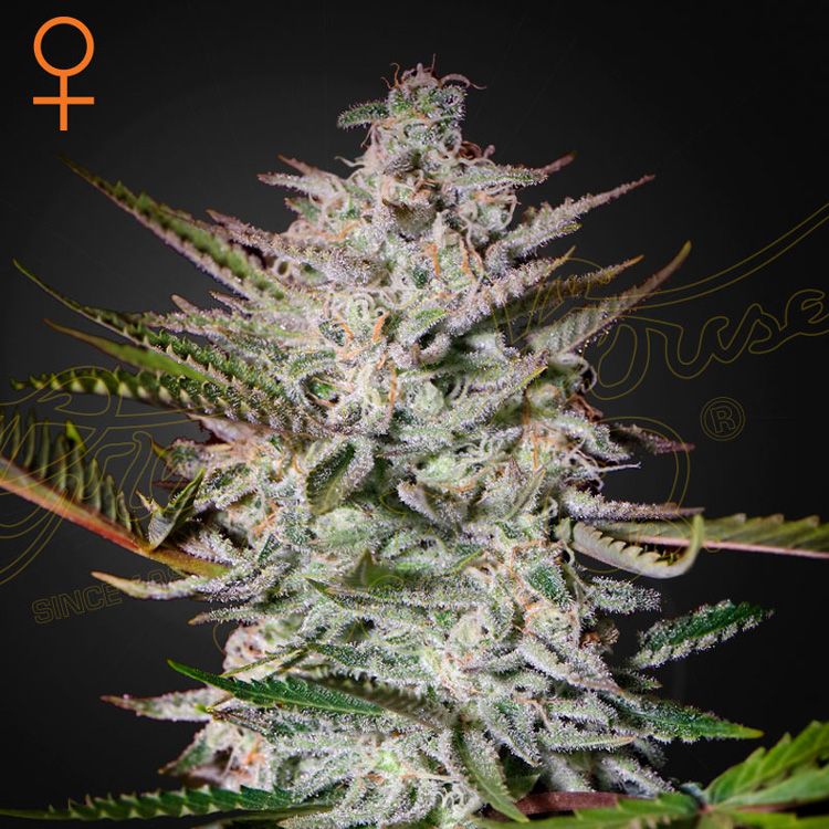 Dope Breeders - GREEN HOUSE SEEDS Holy Punch Image