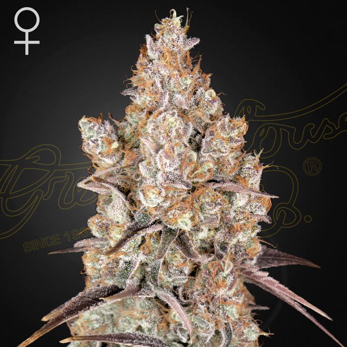 Dope Breeders - GREEN HOUSE SEEDS Holy Snow Image