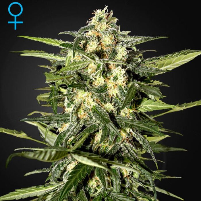 Dope Breeders - GREEN HOUSE SEEDS Jack Herer Auto Image