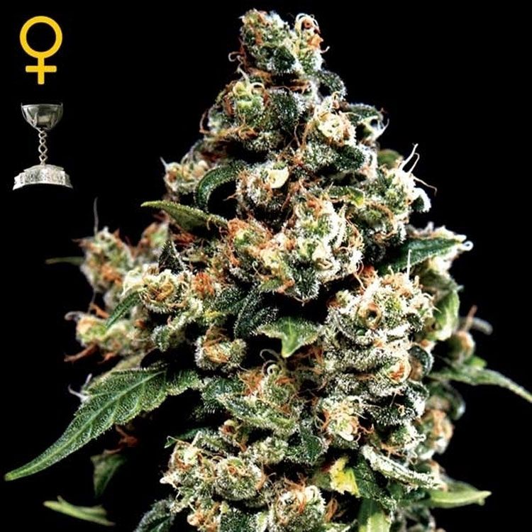 Dope Breeders - GREEN HOUSE SEEDS Jack Herer Image