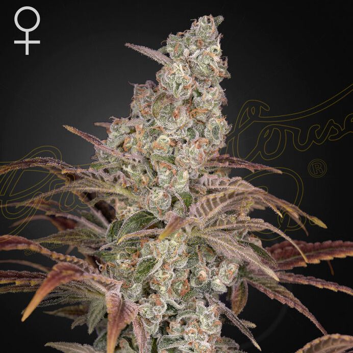 Dope Breeders - GREEN HOUSE SEEDS Jack's Dream Image