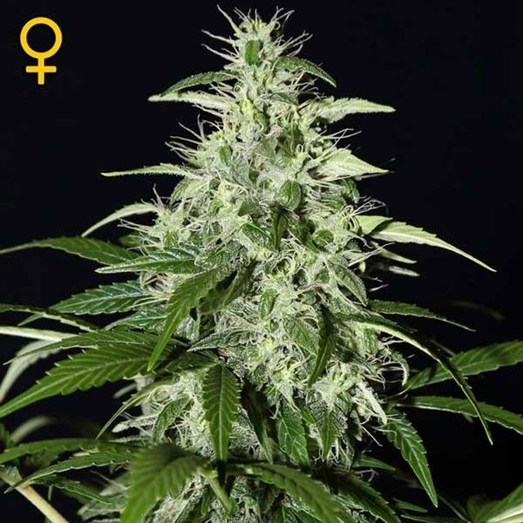 Dope Breeders - GREEN HOUSE SEEDS Kalashnikova Auto Image