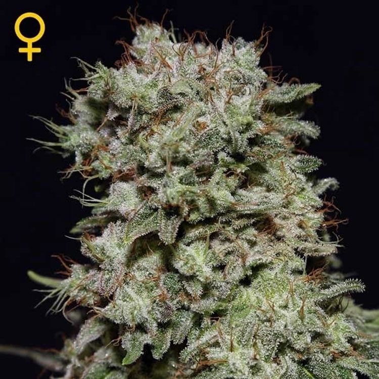 Dope Breeders - GREEN HOUSE SEEDS Kalashnikova Image