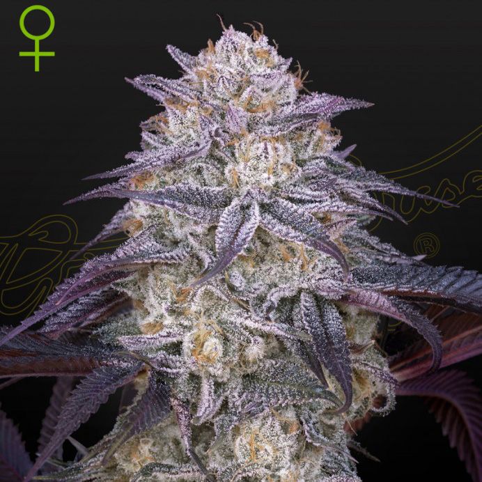 Dope Breeders - GREEN HOUSE SEEDS King's Juice Auto Image