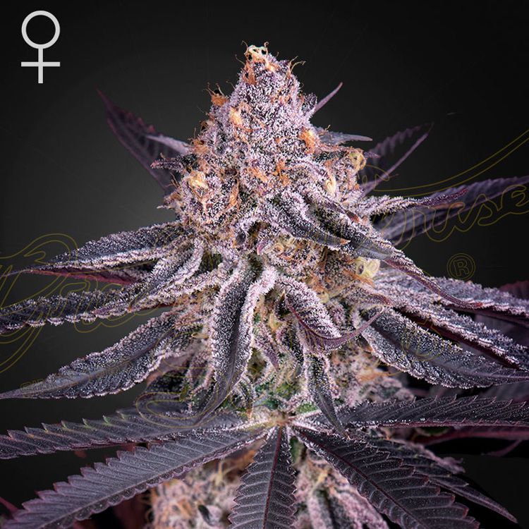 Dope Breeders - GREEN HOUSE SEEDS King's Juice Image