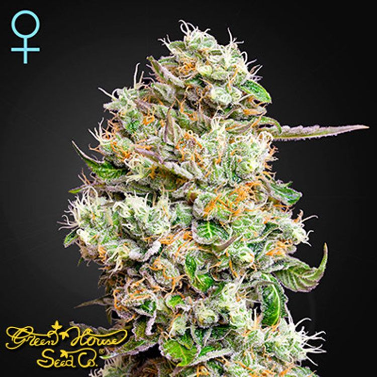 Dope Breeders - GREEN HOUSE SEEDS Kings Kush Auto Image