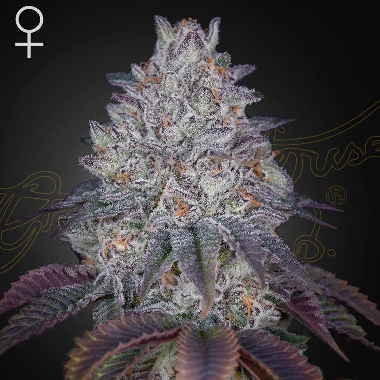 Dope Breeders - GREEN HOUSE SEEDS King's Tart Image