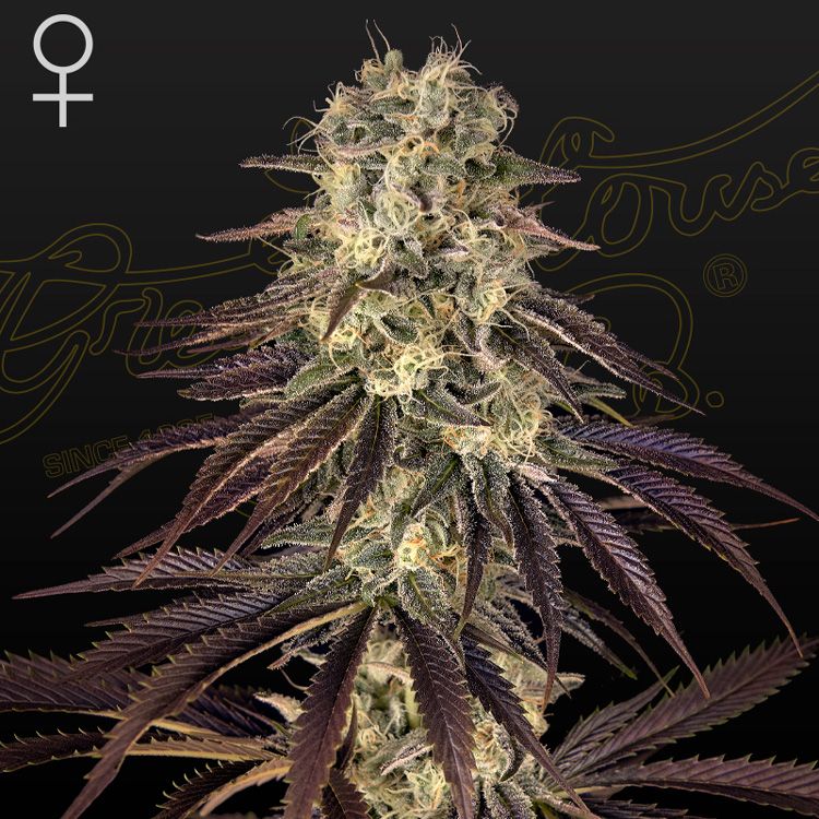 Dope Breeders - GREEN HOUSE SEEDS Kong's Krush Image