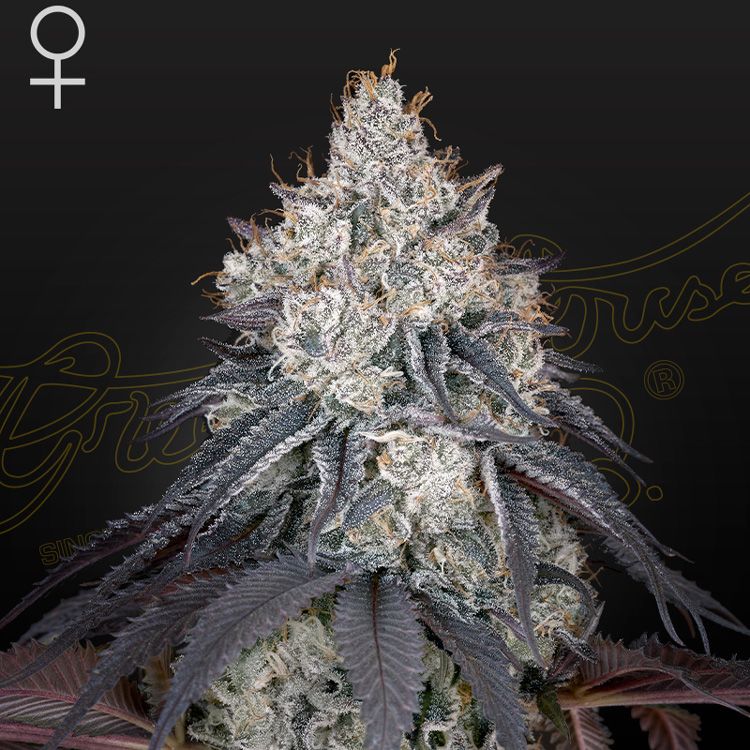 Dope Breeders - GREEN HOUSE SEEDS Lemon Orange Image