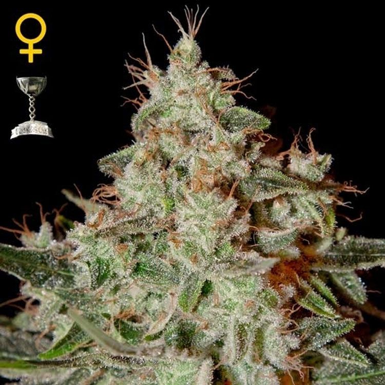 Dope Breeders - GREEN HOUSE SEEDS Lemon Skunk Image