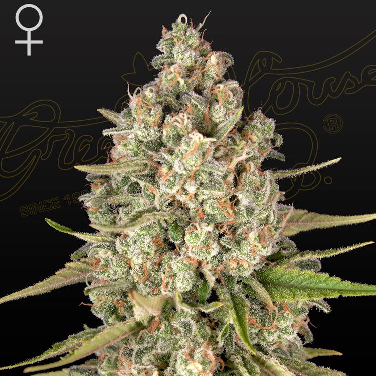 Dope Breeders - GREEN HOUSE SEEDS Lost Pearl Image