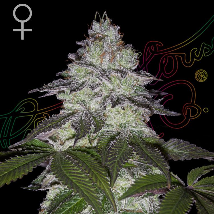 Dope Breeders - GREEN HOUSE SEEDS Milky Dreams Image