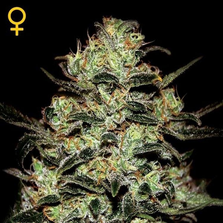 Dope Breeders - GREEN HOUSE SEEDS Moby Dick Image