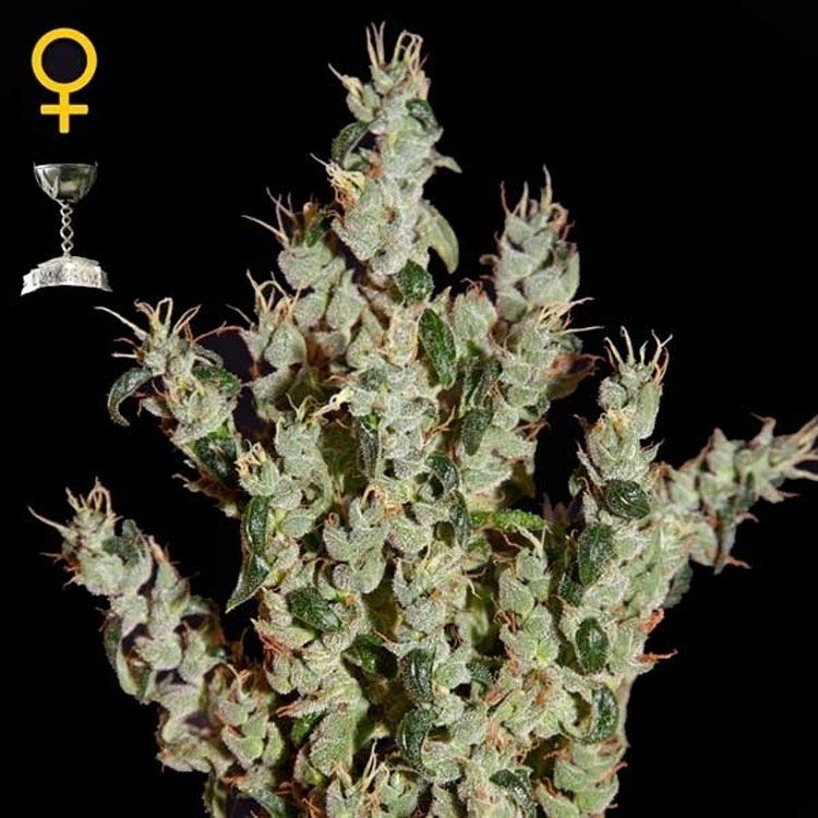 Dope Breeders - GREEN HOUSE SEEDS NL5 Haze Mist Image