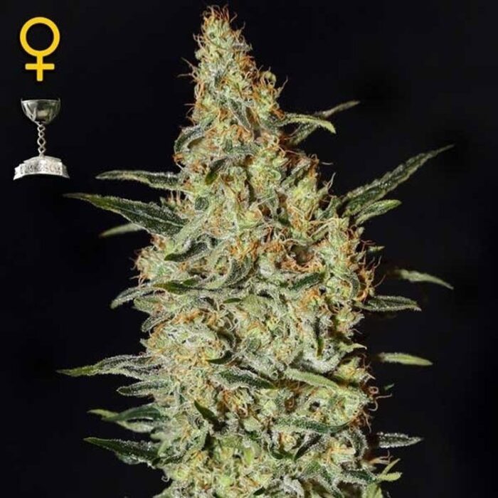 Dope Breeders - GREEN HOUSE SEEDS Nevilles Haze Image