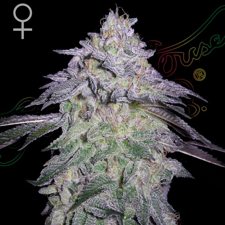 Dope Breeders - GREEN HOUSE SEEDS Nori Cake Image