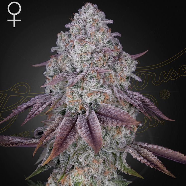 Dope Breeders - GREEN HOUSE SEEDS Persian Pie Image