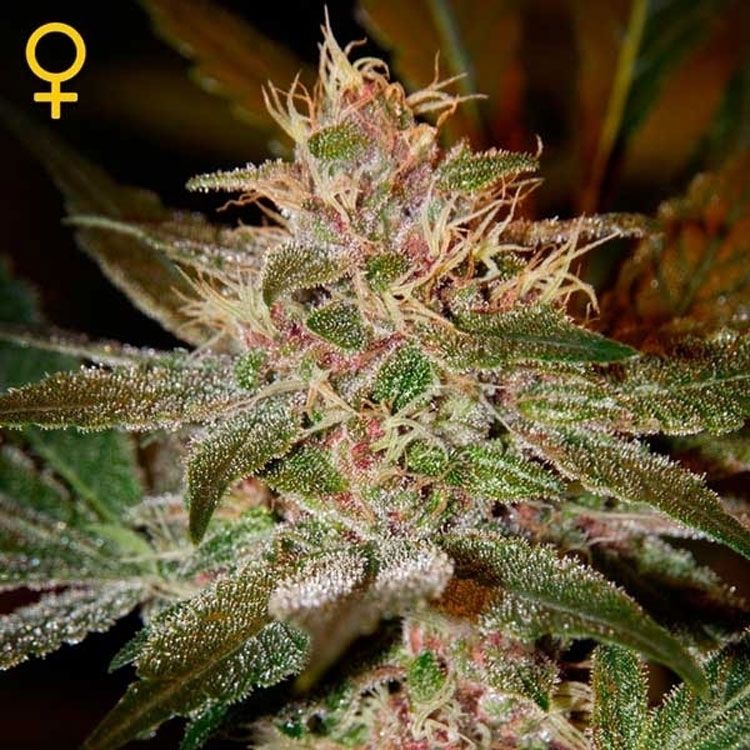 Dope Breeders - GREEN HOUSE SEEDS Pure Kush Image