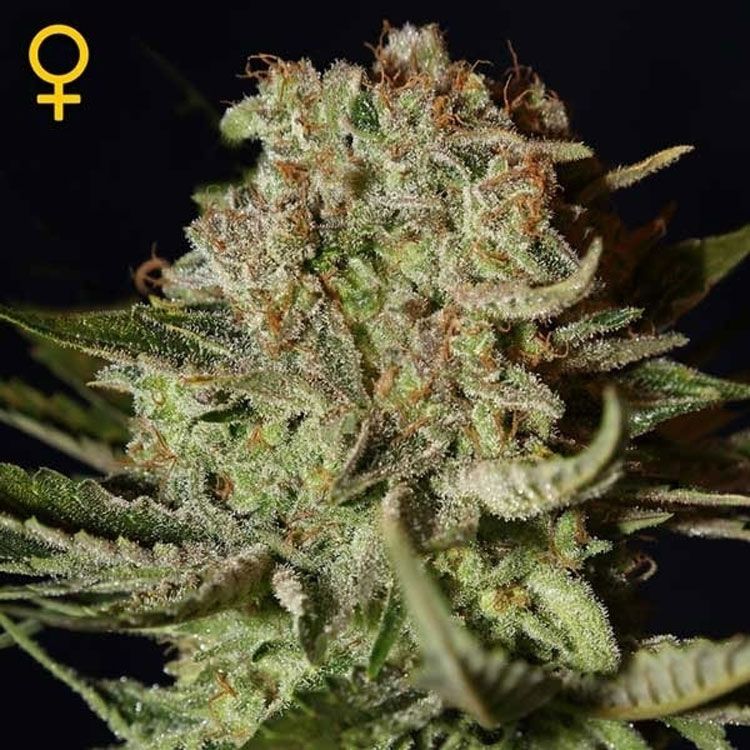 Dope Breeders - GREEN HOUSE SEEDS Super Bud Auto Image